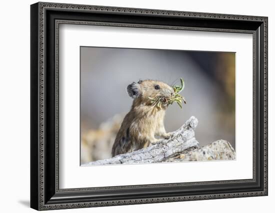 Wyoming, Sublette County, Pika with Mouthful of Plants for Haystack-Elizabeth Boehm-Framed Photographic Print