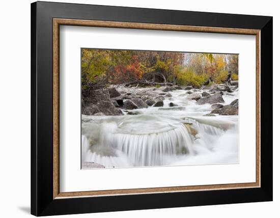 Wyoming, Sublette County, Pine Creek Flowing Through Autumn Foliage-Elizabeth Boehm-Framed Photographic Print