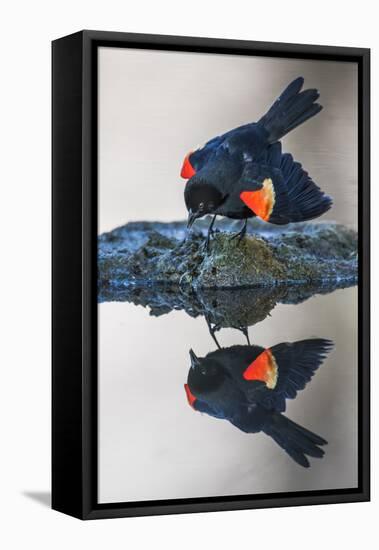 Wyoming, Sublette County. Pinedale, a male Red-winged Blackbird-Elizabeth Boehm-Framed Premier Image Canvas