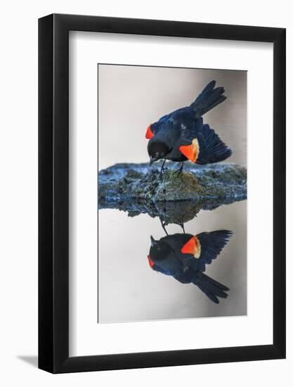 Wyoming, Sublette County. Pinedale, a male Red-winged Blackbird-Elizabeth Boehm-Framed Photographic Print