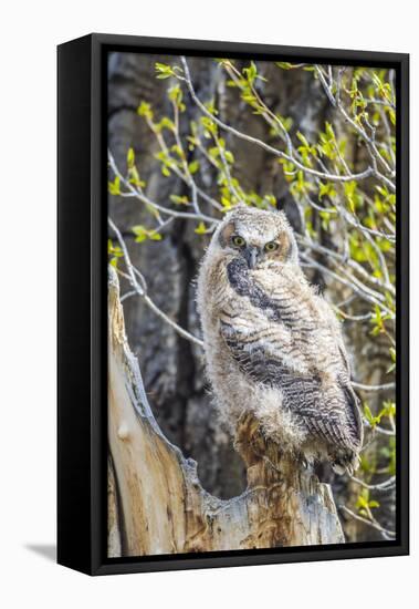 Wyoming, Sublette County. Pinedale, Great Horned owl chick sitting on the edge of it's nest-Elizabeth Boehm-Framed Premier Image Canvas