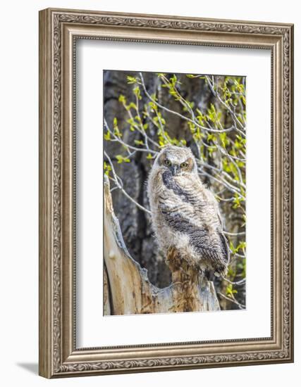 Wyoming, Sublette County. Pinedale, Great Horned owl chick sitting on the edge of it's nest-Elizabeth Boehm-Framed Photographic Print