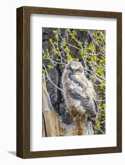 Wyoming, Sublette County. Pinedale, Great Horned owl chick sitting on the edge of it's nest-Elizabeth Boehm-Framed Photographic Print