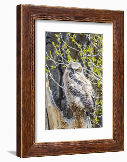 Wyoming, Sublette County. Pinedale, Great Horned owl chick sitting on the edge of it's nest-Elizabeth Boehm-Framed Photographic Print