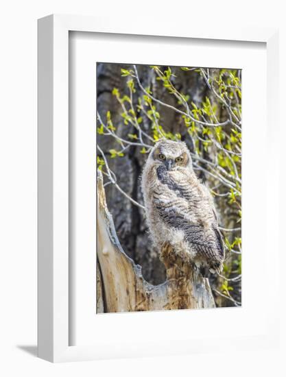 Wyoming, Sublette County. Pinedale, Great Horned owl chick sitting on the edge of it's nest-Elizabeth Boehm-Framed Photographic Print