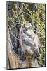 Wyoming, Sublette County. Pinedale, Great Horned owl chick sitting on the edge of it's nest-Elizabeth Boehm-Mounted Photographic Print