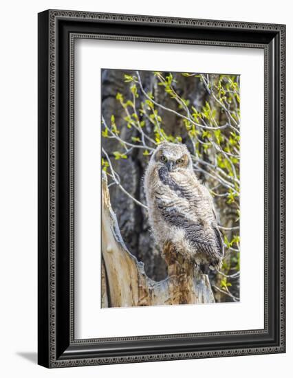 Wyoming, Sublette County. Pinedale, Great Horned owl chick sitting on the edge of it's nest-Elizabeth Boehm-Framed Photographic Print