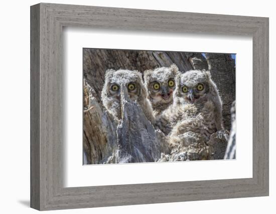 Wyoming, Sublette County. Pinedale, three Great Horned owl chicks look out from their nest-Elizabeth Boehm-Framed Photographic Print