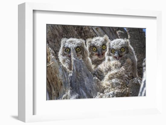 Wyoming, Sublette County. Pinedale, three Great Horned owl chicks look out from their nest-Elizabeth Boehm-Framed Photographic Print