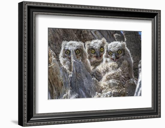 Wyoming, Sublette County. Pinedale, three Great Horned owl chicks look out from their nest-Elizabeth Boehm-Framed Photographic Print