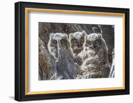 Wyoming, Sublette County. Pinedale, three Great Horned owl chicks look out from their nest-Elizabeth Boehm-Framed Photographic Print