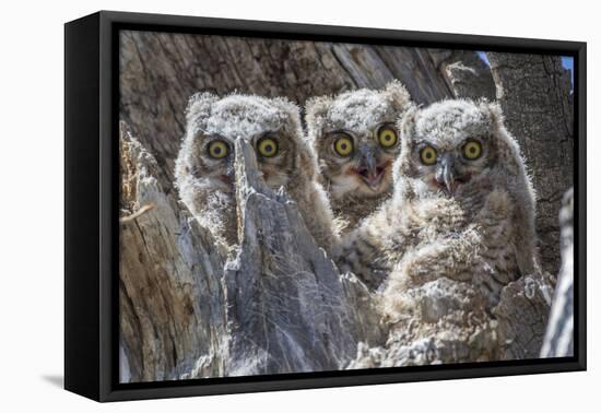 Wyoming, Sublette County. Pinedale, three Great Horned owl chicks look out from their nest-Elizabeth Boehm-Framed Premier Image Canvas