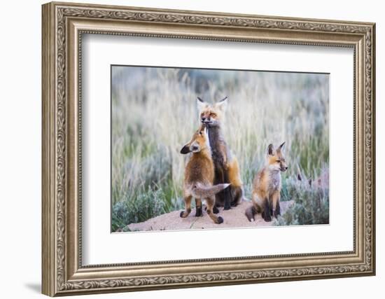 Wyoming, Sublette County. Red fox kit greets it's mom with a kiss as she returning to the den site.-Elizabeth Boehm-Framed Photographic Print