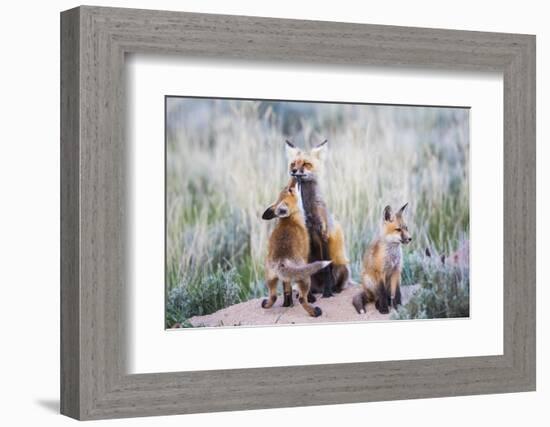 Wyoming, Sublette County. Red fox kit greets it's mom with a kiss as she returning to the den site.-Elizabeth Boehm-Framed Photographic Print