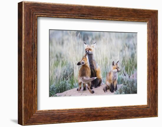 Wyoming, Sublette County. Red fox kit greets it's mom with a kiss as she returning to the den site.-Elizabeth Boehm-Framed Photographic Print