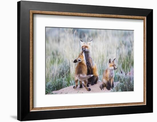 Wyoming, Sublette County. Red fox kit greets it's mom with a kiss as she returning to the den site.-Elizabeth Boehm-Framed Photographic Print