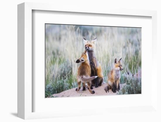 Wyoming, Sublette County. Red fox kit greets it's mom with a kiss as she returning to the den site.-Elizabeth Boehm-Framed Photographic Print