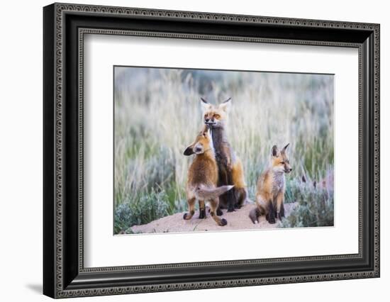 Wyoming, Sublette County. Red fox kit greets it's mom with a kiss as she returning to the den site.-Elizabeth Boehm-Framed Photographic Print