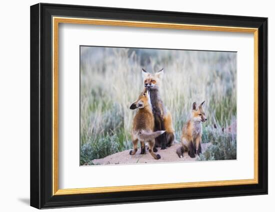 Wyoming, Sublette County. Red fox kit greets it's mom with a kiss as she returning to the den site.-Elizabeth Boehm-Framed Photographic Print