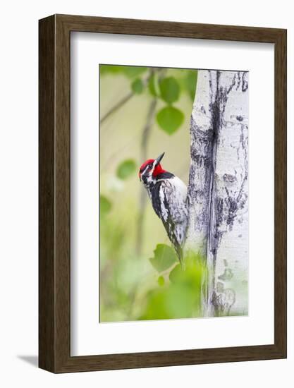 Wyoming, Sublette County, Red Naped Sapsucker on Aspen Tree-Elizabeth Boehm-Framed Photographic Print