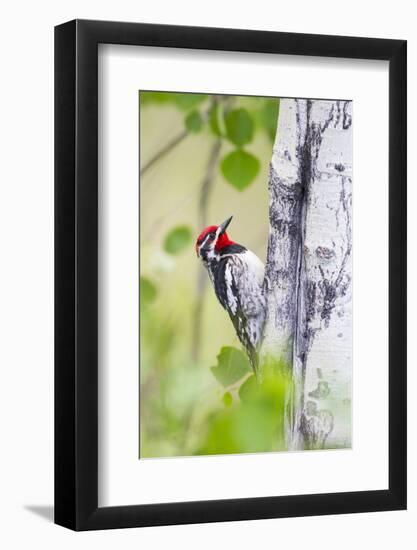 Wyoming, Sublette County, Red Naped Sapsucker on Aspen Tree-Elizabeth Boehm-Framed Photographic Print