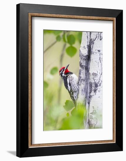 Wyoming, Sublette County, Red Naped Sapsucker on Aspen Tree-Elizabeth Boehm-Framed Photographic Print