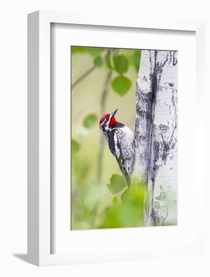 Wyoming, Sublette County, Red Naped Sapsucker on Aspen Tree-Elizabeth Boehm-Framed Photographic Print