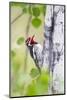 Wyoming, Sublette County, Red Naped Sapsucker on Aspen Tree-Elizabeth Boehm-Mounted Photographic Print
