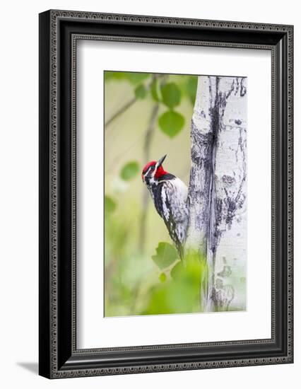 Wyoming, Sublette County, Red Naped Sapsucker on Aspen Tree-Elizabeth Boehm-Framed Photographic Print