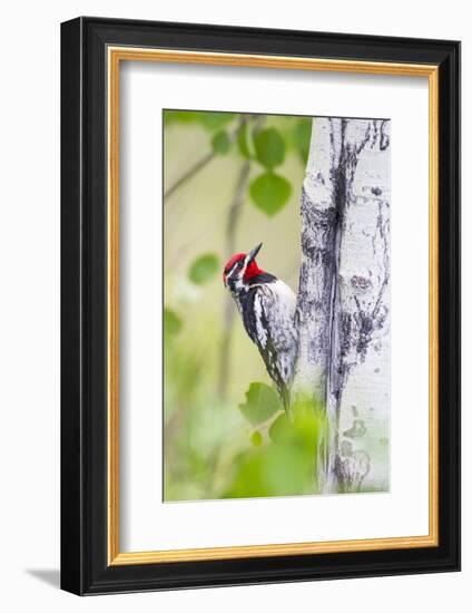 Wyoming, Sublette County, Red Naped Sapsucker on Aspen Tree-Elizabeth Boehm-Framed Photographic Print