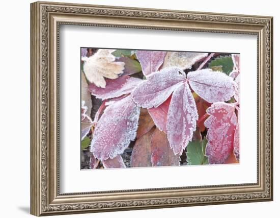 Wyoming, Sublette County, Red Wild Strawberry Leaves with Frost-Elizabeth Boehm-Framed Photographic Print