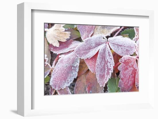 Wyoming, Sublette County, Red Wild Strawberry Leaves with Frost-Elizabeth Boehm-Framed Photographic Print