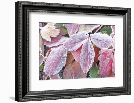 Wyoming, Sublette County, Red Wild Strawberry Leaves with Frost-Elizabeth Boehm-Framed Photographic Print