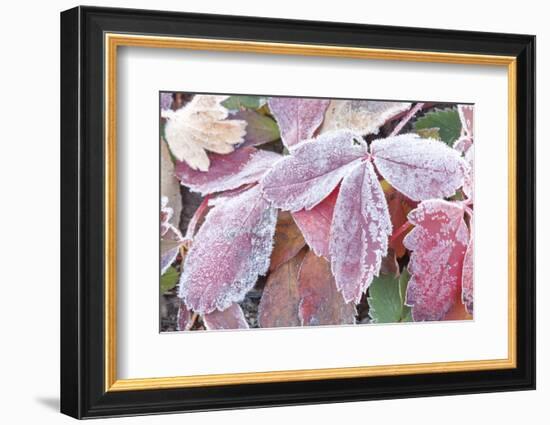 Wyoming, Sublette County, Red Wild Strawberry Leaves with Frost-Elizabeth Boehm-Framed Photographic Print