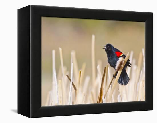 Wyoming, Sublette County, Red Winged Blackbird Singing in Marsh-Elizabeth Boehm-Framed Premier Image Canvas