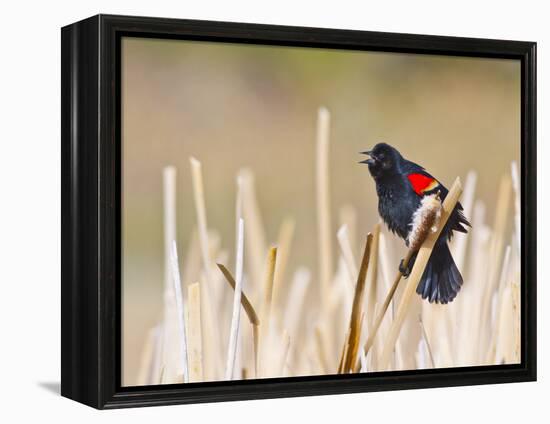 Wyoming, Sublette County, Red Winged Blackbird Singing in Marsh-Elizabeth Boehm-Framed Premier Image Canvas