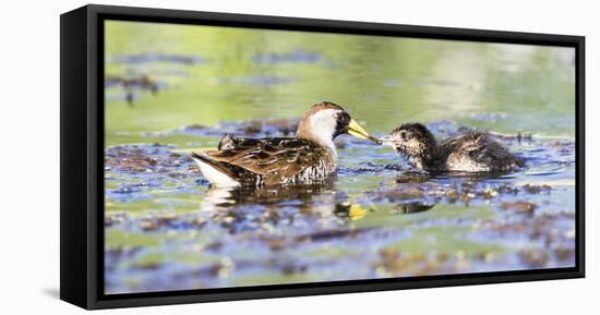 Wyoming, Sublette County, Sora Feeds Chick in a Pond-Elizabeth Boehm-Framed Premier Image Canvas