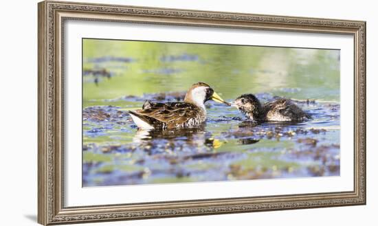 Wyoming, Sublette County, Sora Feeds Chick in a Pond-Elizabeth Boehm-Framed Photographic Print