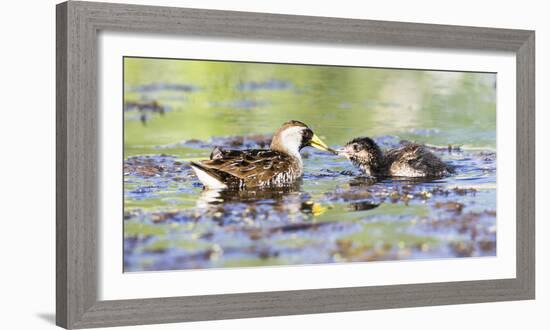 Wyoming, Sublette County, Sora Feeds Chick in a Pond-Elizabeth Boehm-Framed Photographic Print