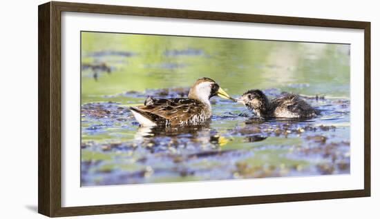 Wyoming, Sublette County, Sora Feeds Chick in a Pond-Elizabeth Boehm-Framed Photographic Print