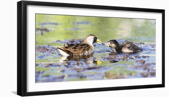 Wyoming, Sublette County, Sora Feeds Chick in a Pond-Elizabeth Boehm-Framed Photographic Print