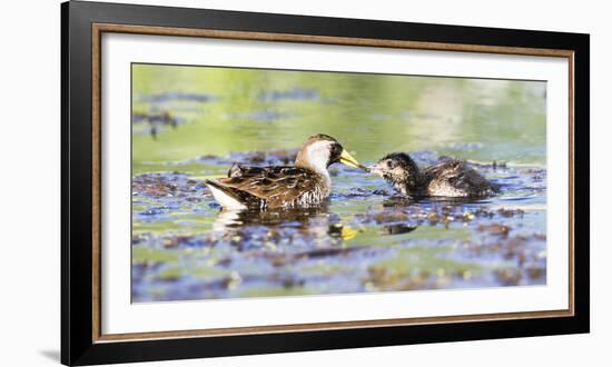 Wyoming, Sublette County, Sora Feeds Chick in a Pond-Elizabeth Boehm-Framed Photographic Print