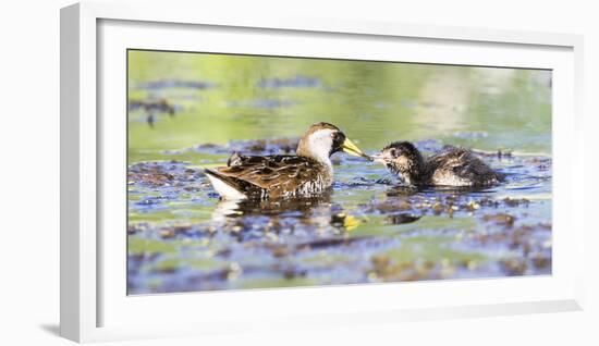 Wyoming, Sublette County, Sora Feeds Chick in a Pond-Elizabeth Boehm-Framed Photographic Print