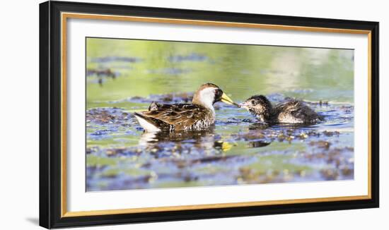 Wyoming, Sublette County, Sora Feeds Chick in a Pond-Elizabeth Boehm-Framed Photographic Print