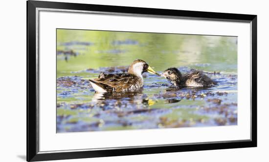 Wyoming, Sublette County, Sora Feeds Chick in a Pond-Elizabeth Boehm-Framed Premium Photographic Print