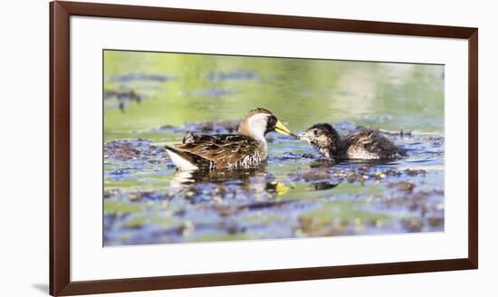 Wyoming, Sublette County, Sora Feeds Chick in a Pond-Elizabeth Boehm-Framed Premium Photographic Print