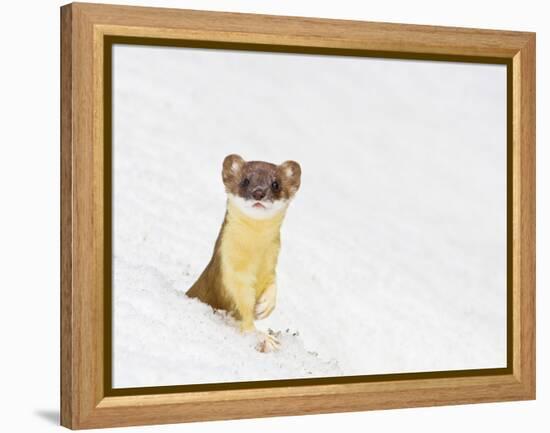 Wyoming, Sublette County, Summer Coat Long Tailed Weasel in Snowdrift-Elizabeth Boehm-Framed Premier Image Canvas