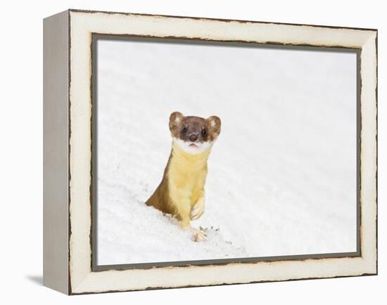 Wyoming, Sublette County, Summer Coat Long Tailed Weasel in Snowdrift-Elizabeth Boehm-Framed Premier Image Canvas