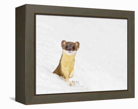Wyoming, Sublette County, Summer Coat Long Tailed Weasel in Snowdrift-Elizabeth Boehm-Framed Premier Image Canvas