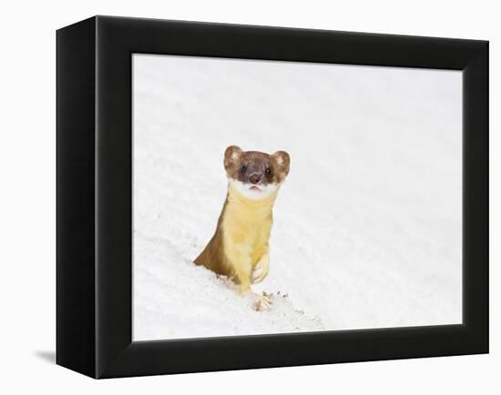 Wyoming, Sublette County, Summer Coat Long Tailed Weasel in Snowdrift-Elizabeth Boehm-Framed Premier Image Canvas